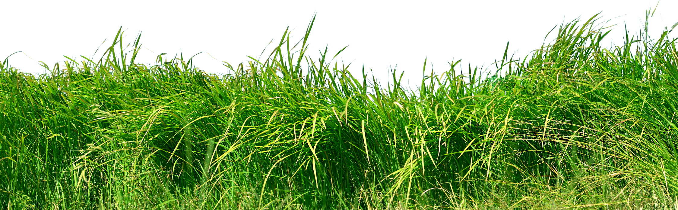 Grass isolated transparency background.&#x9;